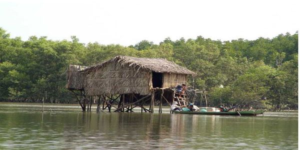 rừng ngập mặn rừng ngập mặn